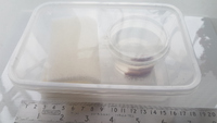 Grow your own fish food - Microfex / Dero Worms Culture