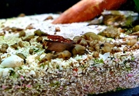 Malaysian Trumpet Snail 2£ for 10