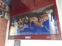 Cleair Aquarium For Sale