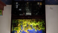 Cleair Aquarium For Sale