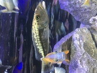 Malawi cichlids for sale