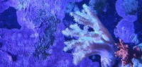 Sinularia Soft Coral for sale