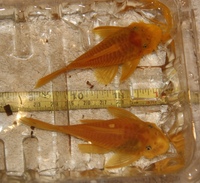 Male and Female Lemon Bristlenose Pleco