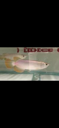 BANJAR RED X TON YANG AROWANA