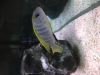 Malawi Mbuna Juvenile Cichlids Fish Sale.