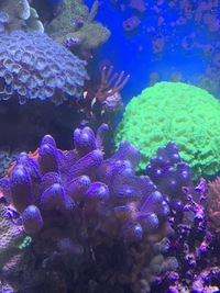 Toxic green candy canes and other corals
