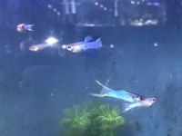 Lyretail blue guppies 1 male and 1 female for £8