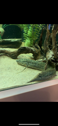 15-16” African marble lungfish