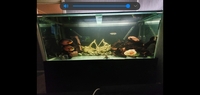 6ft x 2ft x 2.5ft 850ltr aquarium