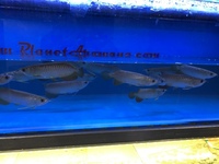 Super High Back Red Tail Golden Arowana Sale