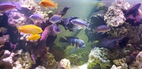 Malawi cichlid group 12-13