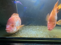 Red devil cichlids fry for sale