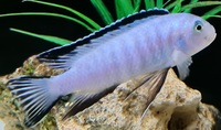 Adult mbuna for sale