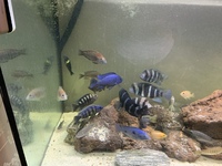 Zaire Mobo Frontosas, Tropheus, Sapphire Hap, Calvus Pearls and other high end Cichlids for Sale or Swap