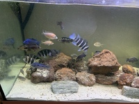 Zaire Mobo Frontosas, Tropheus, Sapphire Hap, Calvus Pearls and other high end Cichlids for Sale or Swap