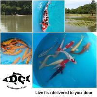 POND FISH KOI CARP AND OTHER NATIVE FISH AVAILABLE FOR DELIVERY
