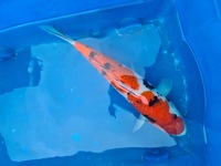 Koi