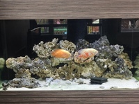 Fiji rock from the Abyss Marine or Malawi