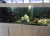 60+ Frontosa in full set up - 6x2x2 tank in white gloss cabinet - 2 x fx6’s plus more