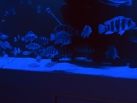 60+ Frontosa in full set up - 6x2x2 tank in white gloss cabinet - 2 x fx6’s plus more