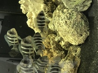 60+ Frontosa in full set up - 6x2x2 tank in white gloss cabinet - 2 x fx6’s plus more