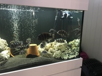 60+ Frontosa in full set up - 6x2x2 tank in white gloss cabinet - 2 x fx6’s plus more