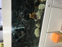 60+ Frontosa in full set up - 6x2x2 tank in white gloss cabinet - 2 x fx6’s plus more