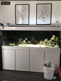 60+ Frontosa in full set up - 6x2x2 tank in white gloss cabinet - 2 x fx6’s plus more