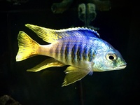 Placidochromis sp. Jalo Reef.