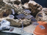 Frontosa Cyphotilapia juveniles 1.5 - 2 inch