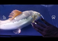 Plutnum redtail catfish 28-29inch