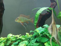 Large Geophagus Surinamensis trio and breeding red head Tapajos.