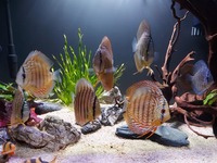 9 beautiful wild strain discus from Punchard Discus