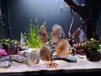 9 beautiful wild strain discus from Punchard Discus