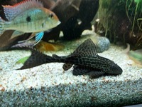 Large 6 inch L083 Sailfeen Pleco. Only £20.