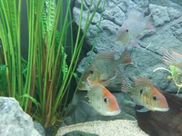 Trio of Geophagus Surinamensis and Red head Tapajos breeding group