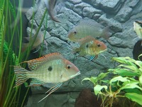 Trio of Geophagus Surinamensis and Red head Tapajos breeding group