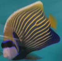 Purple tang, emperor angelfish