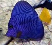 Purple tang, emperor angelfish