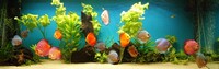 9 Stendker Discus for Tropical Fish Tank Aquarium
