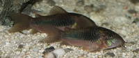 BRONZE CORY CATFISH 5 FOR £10