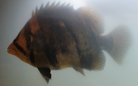 Large Datnoid - £400