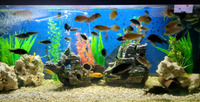 Malawi Cichlids For Sale - (bulk)