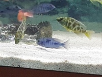 Malawi cichlids £8