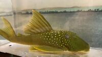 DISCUS & KOI FISH SALES.,,@ CHESHIRE OAKS DISCUS & KOI .,WILD PLECO, RAYs,