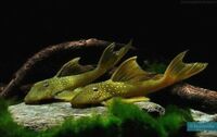 DISCUS & KOI FISH SALES.,,@ CHESHIRE OAKS DISCUS & KOI .,WILD PLECO, RAYs,