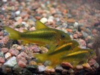 DISCUS, ,DISCUS,,DISCUS , TROPICAL FISH SALES.,,CHESHIRE OAKS DISCUS,DOMESTIC & WILDS. AROWANA, RAYs, L200 pleco