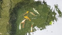 JAPANESE KOI FOR SALE