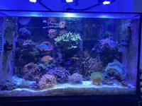 Reef fish & Live corals in Complete marine setup £3,500