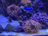 Reef fish & Live corals in Complete marine setup £3,500